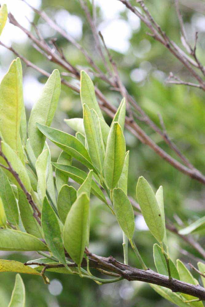              Sun leaves (Riverside, CA)       